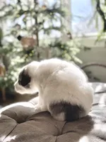 Bruce (green collar), a male Great Pyrenees for sale in Fort Calhoun, NE – Photo 2 of 8