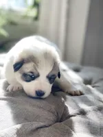 Violet (purple collar), a female Great Pyrenees for sale in Fort Calhoun, NE – Photo 3 of 10