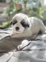 Violet (purple collar), a female Great Pyrenees for sale in Fort Calhoun, NE – Photo 4 of 10