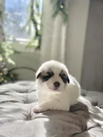 Violet (purple collar), a female Great Pyrenees for sale in Fort Calhoun, NE – Photo 6 of 10