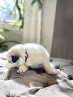 Violet (purple collar), a female Great Pyrenees for sale in Fort Calhoun, NE – Photo 7 of 10