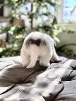 Violet (purple collar), a female Great Pyrenees for sale in Fort Calhoun, NE – Photo 2 of 10