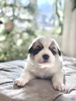 Violet (purple collar), a female Great Pyrenees for sale in Fort Calhoun, NE – Photo 1 of 10