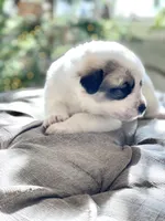 Violet (purple collar), a female Great Pyrenees for sale in Fort Calhoun, NE – Photo 5 of 10