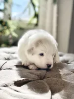 Lucy (yellow collar), a female Great Pyrenees for sale in Fort Calhoun, NE – Photo 4 of 9