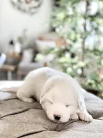 Lucy (yellow collar), a female Great Pyrenees for sale in Fort Calhoun, NE – Photo 3 of 9