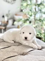 Lucy (yellow collar), a female Great Pyrenees for sale in Fort Calhoun, NE – Photo 1 of 9