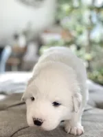 Lucy (yellow collar), a female Great Pyrenees for sale in Fort Calhoun, NE – Photo 2 of 9