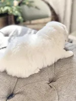 Lucy (yellow collar), a female Great Pyrenees for sale in Fort Calhoun, NE – Photo 6 of 9