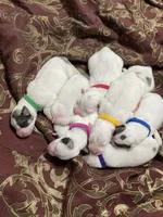 Lucy (yellow collar), a female Great Pyrenees for sale in Fort Calhoun, NE – Photo 7 of 9