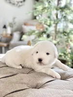 Lucy (yellow collar), a female Great Pyrenees for sale in Fort Calhoun, NE – Photo 5 of 9