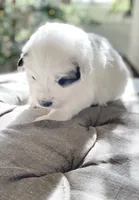 Bri (magenta collar), a female Great Pyrenees for sale in Fort Calhoun, NE – Photo 6 of 10