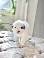 Bri (magenta collar), a female Great Pyrenees for sale in Fort Calhoun, NE – Photo 4 of 10