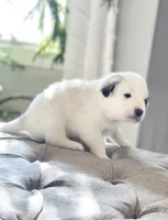 Bri (magenta collar), a female Great Pyrenees for sale in Fort Calhoun, NE – Photo 3 of 10