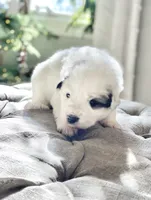 Bri (magenta collar), a female Great Pyrenees for sale in Fort Calhoun, NE – Photo 5 of 10