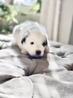 Bri (magenta collar), a female Great Pyrenees for sale in Fort Calhoun, NE – Photo 2 of 10