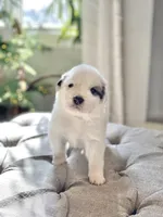 Bri (magenta collar), a female Great Pyrenees for sale in Fort Calhoun, NE – Photo 1 of 10