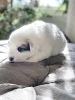 Bri (magenta collar), a female Great Pyrenees for sale in Fort Calhoun, NE – Photo 7 of 10