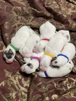 Bri (magenta collar), a female Great Pyrenees for sale in Fort Calhoun, NE – Photo 8 of 10