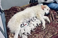 Glinda (pink collar), a female Great Pyrenees for sale in Fort Calhoun, NE – Photo 9 of 10
