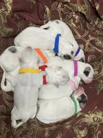 Glinda (pink collar), a female Great Pyrenees for sale in Fort Calhoun, NE – Photo 8 of 10