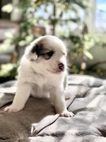 Glinda (pink collar), a female Great Pyrenees for sale in Fort Calhoun, NE – Photo 7 of 10