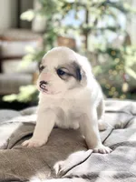 Glinda (pink collar), a female Great Pyrenees for sale in Fort Calhoun, NE – Photo 5 of 10