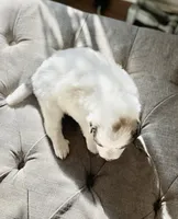 Glinda (pink collar), a female Great Pyrenees for sale in Fort Calhoun, NE – Photo 4 of 10