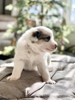 Glinda (pink collar), a female Great Pyrenees for sale in Fort Calhoun, NE – Photo 6 of 10