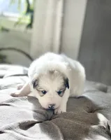 Glinda (pink collar), a female Great Pyrenees for sale in Fort Calhoun, NE – Photo 3 of 10