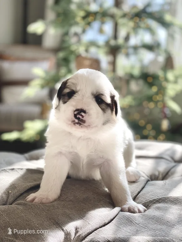 Glinda (pink collar)