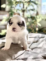 Glinda (pink collar), a female Great Pyrenees for sale in Fort Calhoun, NE – Photo 2 of 10