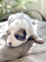 Jarvis (blue collar), a male Great Pyrenees for sale in Fort Calhoun, NE – Photo 3 of 10