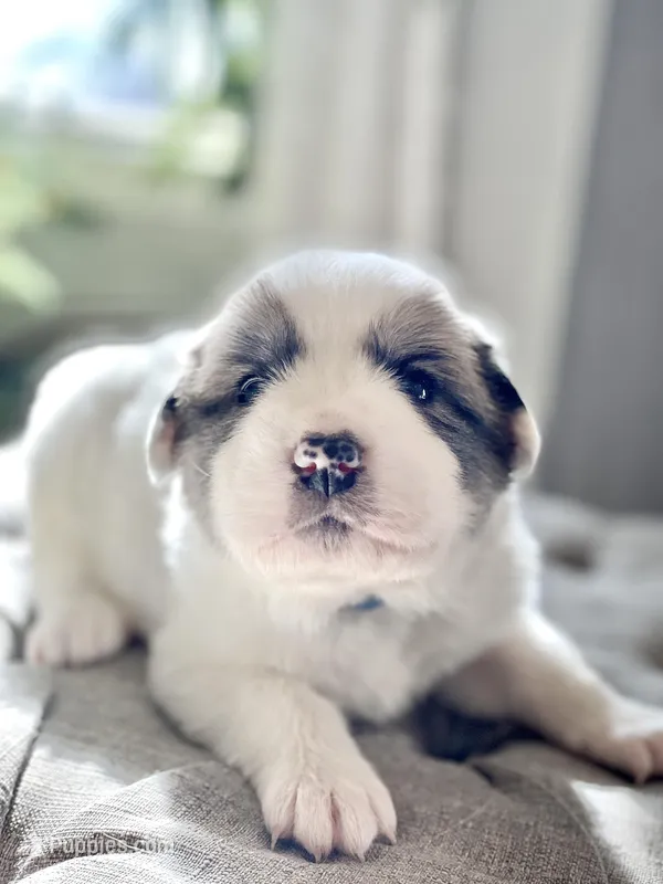 Jarvis (blue collar)