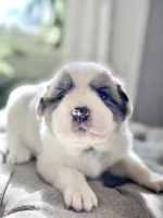 Jarvis (blue collar), a male Great Pyrenees for sale in Fort Calhoun, NE – Photo 1 of 10