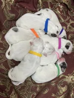 Jarvis (blue collar), a male Great Pyrenees for sale in Fort Calhoun, NE – Photo 8 of 10