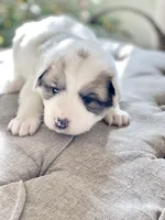 Jarvis (blue collar), a male Great Pyrenees for sale in Fort Calhoun, NE – Photo 2 of 10