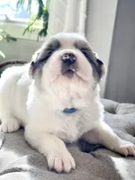 Jarvis (blue collar), a male Great Pyrenees for sale in Fort Calhoun, NE – Photo 7 of 10