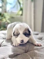 Jarvis (blue collar), a male Great Pyrenees for sale in Fort Calhoun, NE – Photo 6 of 10