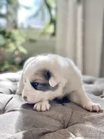 Jarvis (blue collar), a male Great Pyrenees for sale in Fort Calhoun, NE – Photo 4 of 10