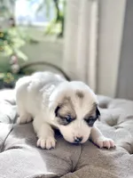 Jarvis (blue collar), a male Great Pyrenees for sale in Fort Calhoun, NE – Photo 5 of 10
