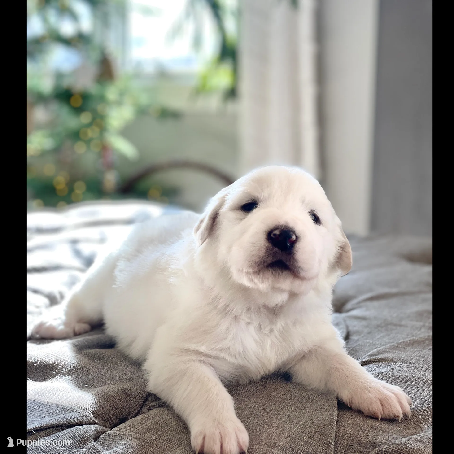 Lisa (red collar), a female Great Pyrenees for sale in Fort Calhoun, NE – Photo 5 of 10