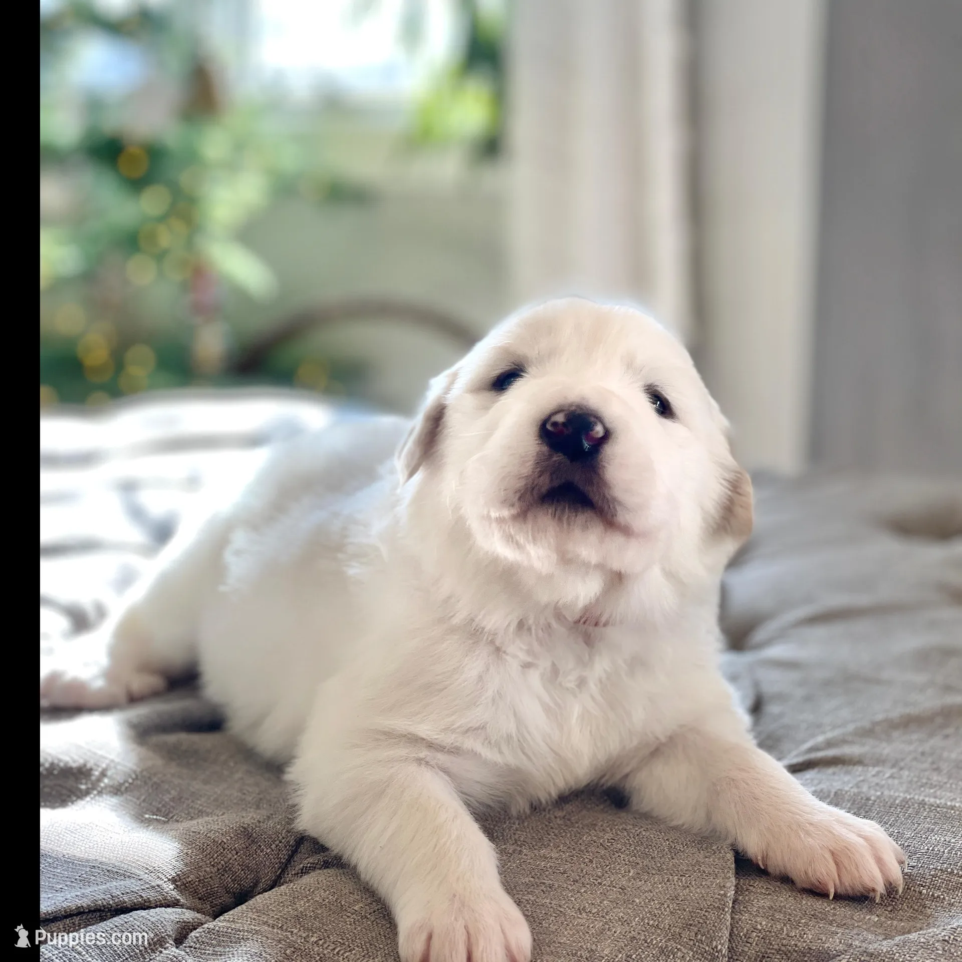 Lisa (red collar), a female Great Pyrenees for sale in Fort Calhoun, NE – Photo 2 of 10