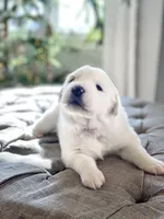 Lisa (red collar), a female Great Pyrenees for sale in Fort Calhoun, NE – Photo 1 of 10