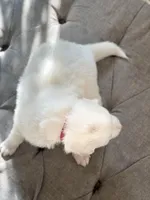 Lisa (red collar), a female Great Pyrenees for sale in Fort Calhoun, NE – Photo 4 of 10