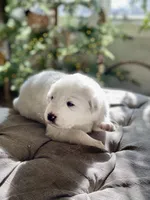 Lisa (red collar), a female Great Pyrenees for sale in Fort Calhoun, NE – Photo 3 of 10