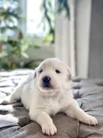 Lisa (red collar), a female Great Pyrenees for sale in Fort Calhoun, NE – Photo 6 of 10