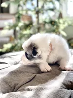 Marty (orange collar), a male Great Pyrenees for sale in Fort Calhoun, NE – Photo 4 of 9