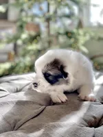 Marty (orange collar), a male Great Pyrenees for sale in Fort Calhoun, NE – Photo 5 of 9