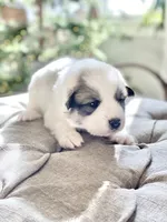 Marty (orange collar), a male Great Pyrenees for sale in Fort Calhoun, NE – Photo 3 of 9